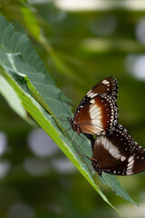 Butterfly on a red flower in the garden with green background