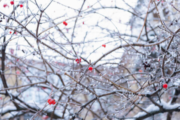 selective focus of beauty of winter nature. red frosty berries outside. winter nature season