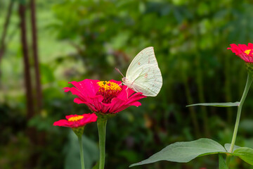 Butterfly on a red flower in the garden with green background