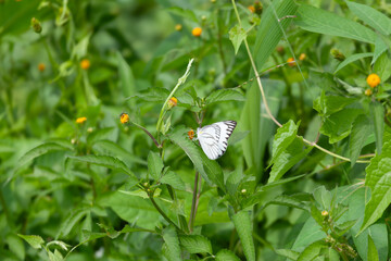 Butterfly on a red flower in the garden with green background