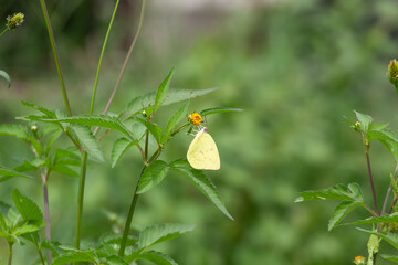 Butterfly on a red flower in the garden with green background