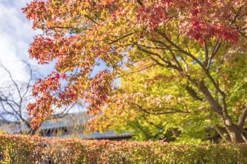 Hakusan Park with autumn colors in Niigata city, Japan 新潟市白山公園
