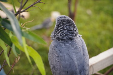 
african red tailed gray parrot