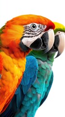 Fototapeta premium Vibrant Macaws in Profile Against White Background Showcasing Colorful Plumage and Intricate Feather Details