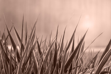 Naklejka premium Fresh grass close-up in trendy 2021 new colors Mocha Mousse. Color of the Year 2025. Copy-space. Can use as banner