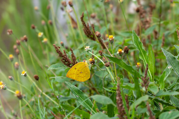 Butterfly on a red flower in the garden with green background