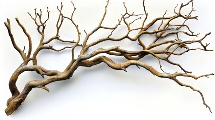 Obraz premium Long and Thin Twisted Tree Branch with Light-colored Wood Texture on White Background, Creating Depth and Dimension