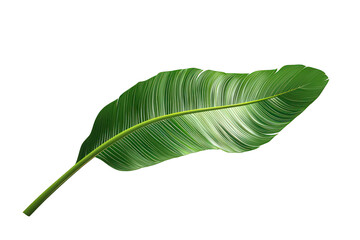 Obraz premium Vector graphic of a single palm leaf, elongated and centered on white, high-res.