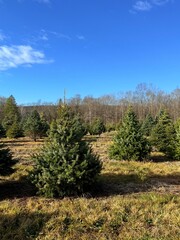 A vibrant Christmas tree farm filled with lush evergreen trees against a clear blue sky, capturing the essence of a yearly family tradition of choosing a holiday tree to cut down and bring home.
