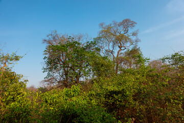 Fototapeta premium Dense green tree foliage under blue sky for nature