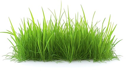 Isolated green grass on a white background