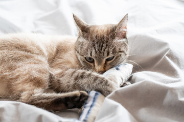 おもちゃで遊ぶ可愛い猫　シャムトラ猫