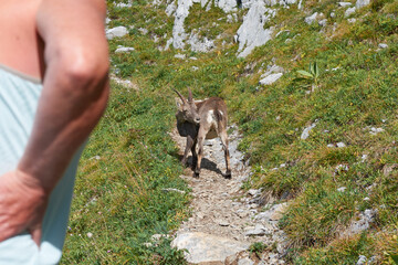 bouquetin sur un sentier