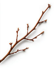 Fototapeta premium A slender branch with budding shoots on a white background.