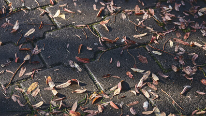 Dry and wet autumn leaves scattered on a dark brick pavement, illuminated by soft sunlight