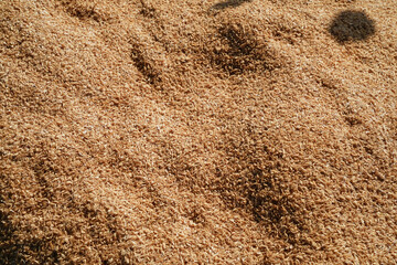 秋の日差しに輝くもみ殻