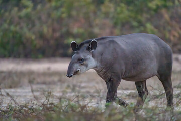 Fototapeta premium Tapir walking by but keeping an eye on the camera.