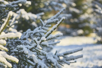 Close-up of snow-covered pine branches