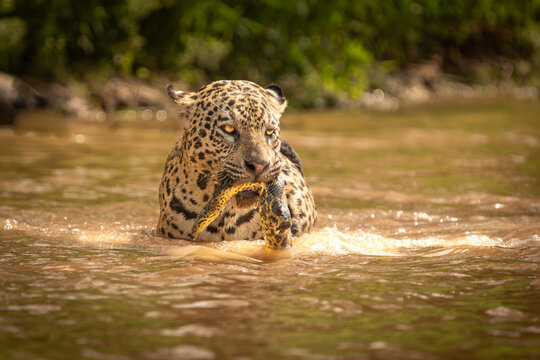 jaguar dragging snake kill through river