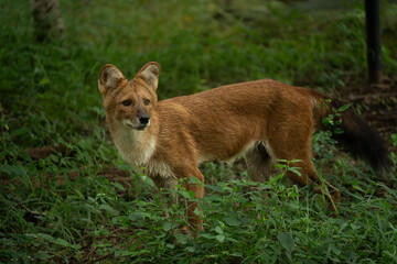 Asiatic wild dog or Dholes ( Cuon alpinus ) 