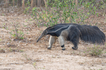 Giant anteater walking past