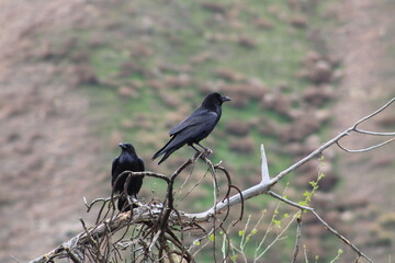 One Crow Shy of a Murder