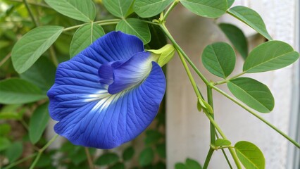 Blue Pea Flower Close-Up