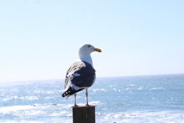 Seagull at Rest