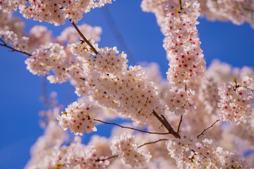 Spring Blossom tree branch with white flowers. Spring flowers. White flowers the fruit tree. The sakura. Cherry blossom trees in bloom. Close up photo of white spring flowers on blue sky background.