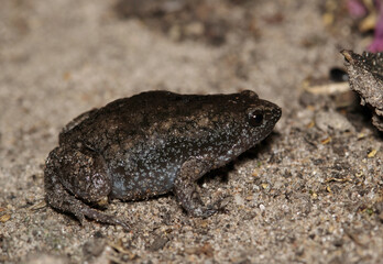 Eastern Narrow-mouthed Toad Gastrophryne carolinensis amphibian nature wildlife.