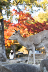 秋の鹿と紅葉