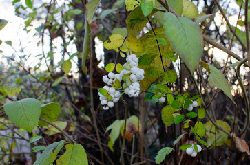 Wite berries on a tree