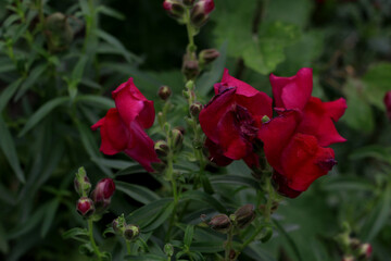 red rose flower