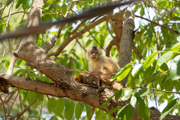 Young Capuchin monkey in tree