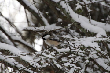 snow covered branches