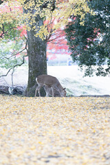 銀杏の紅葉と奈良の鹿