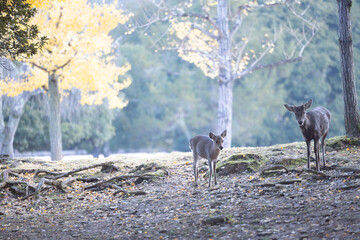 銀杏の紅葉と奈良の鹿