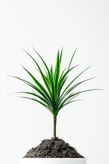 Fototapeta premium Green plant, slender stem, dark soil, white background.