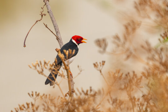 yellow-billed cardinal.