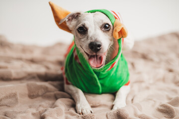 White funny jack russell terrier dog in a Christmas elf outfit