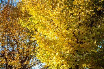 色づいたイチョウの樹