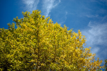 Fototapeta premium 秋の空に色づき始めたイチョウの葉