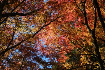 真っ赤に染まる空の秋