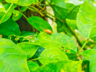 Close-up of an orange insect on a chewed damaged leaf.