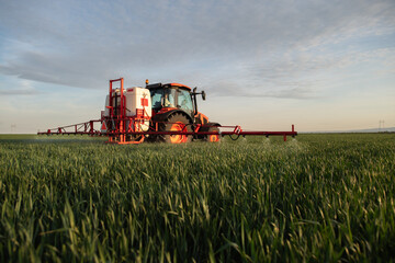 Fototapeta premium Tractor spraying pesticides wheat field.