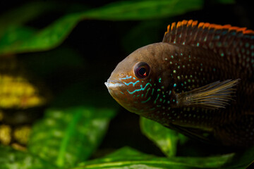 Blue akara fish in detail.
