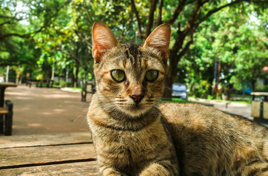 Domestic cat sitting on wooden bench, cat summer portrait close up. Tabby cat sitting on garden table looking at camera
