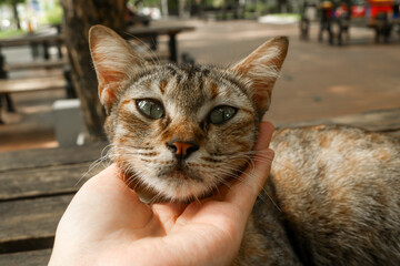 Hand holding the head of a tabby cat sleeping on the table. Caring for cats