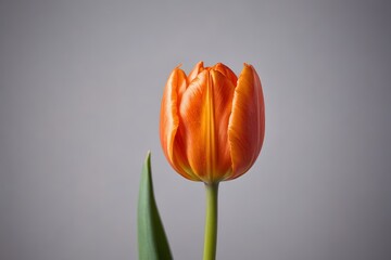 there is a single orange tulip with a green stem