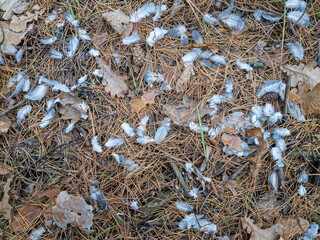 bird feathers on the ground. feathers after eating a bird. a predator hunts birds. different feathers are lying on the floor.